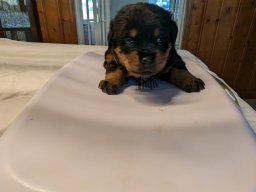 Stella 2